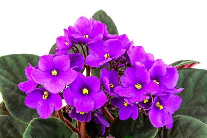 African violets