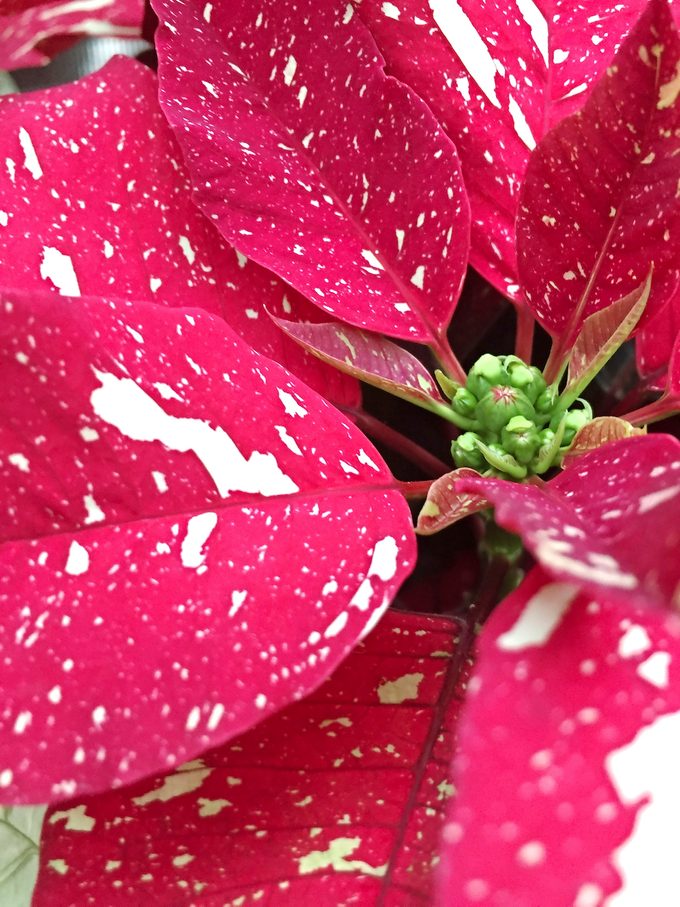 Close up red and white speckled Poinsettia