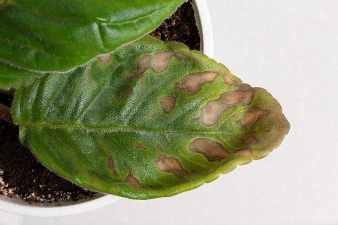 Spots on the green leaf of a houseplant wisteria. Home plant diseases