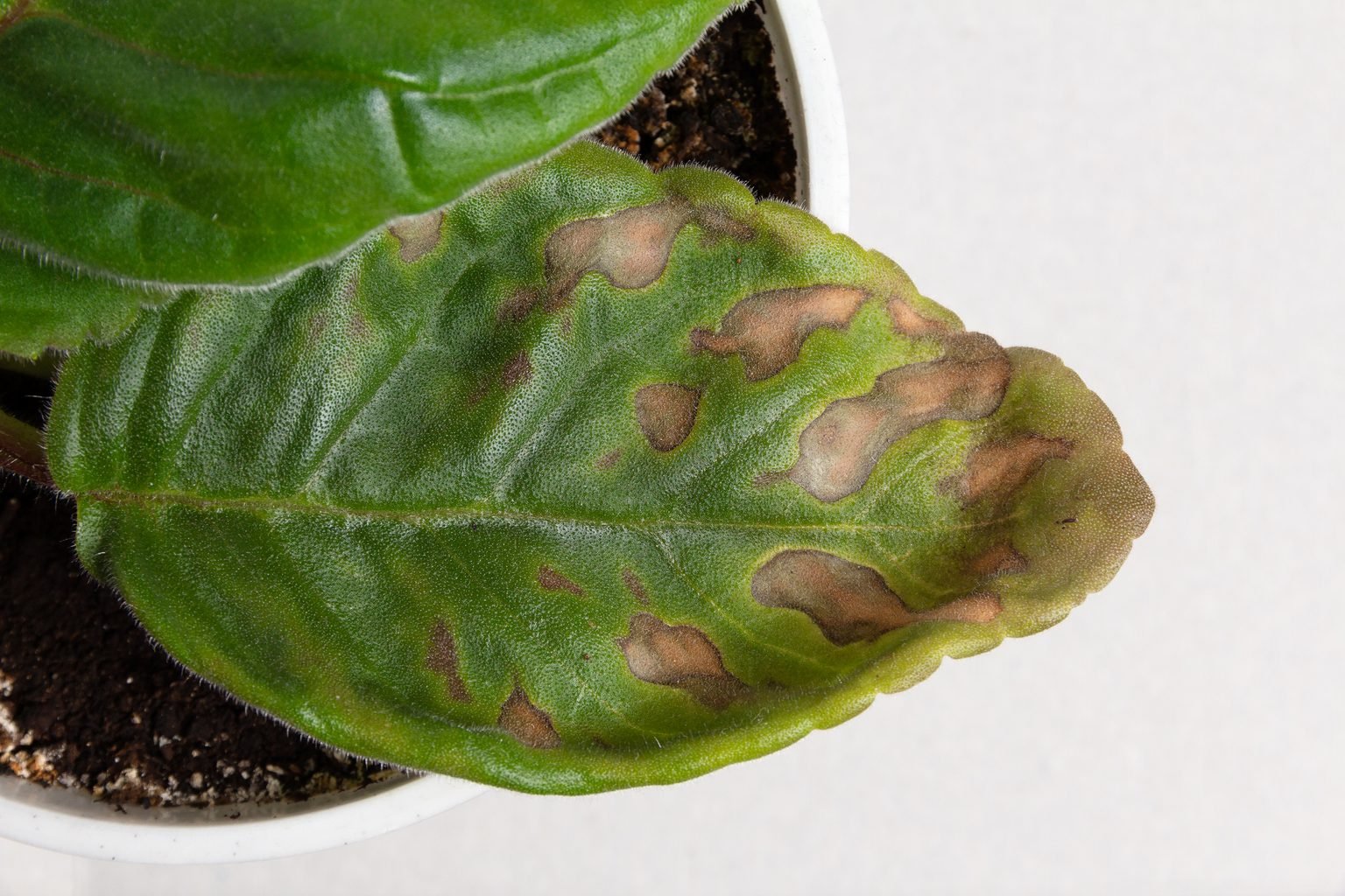How To Prevent Brown Spots On Plant Leaves Birds And Blooms