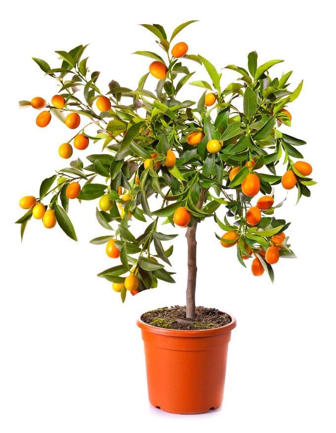 Lemon tree plant gifts