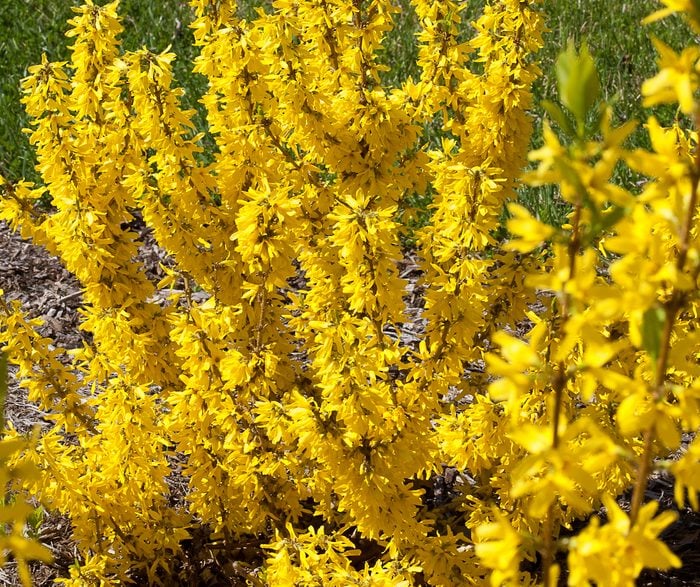 The Prettiest Yellow Flowering Shrubs, Small Colorful Bushes For Landscaping