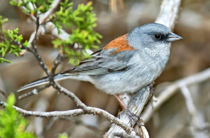 Red-backed junco