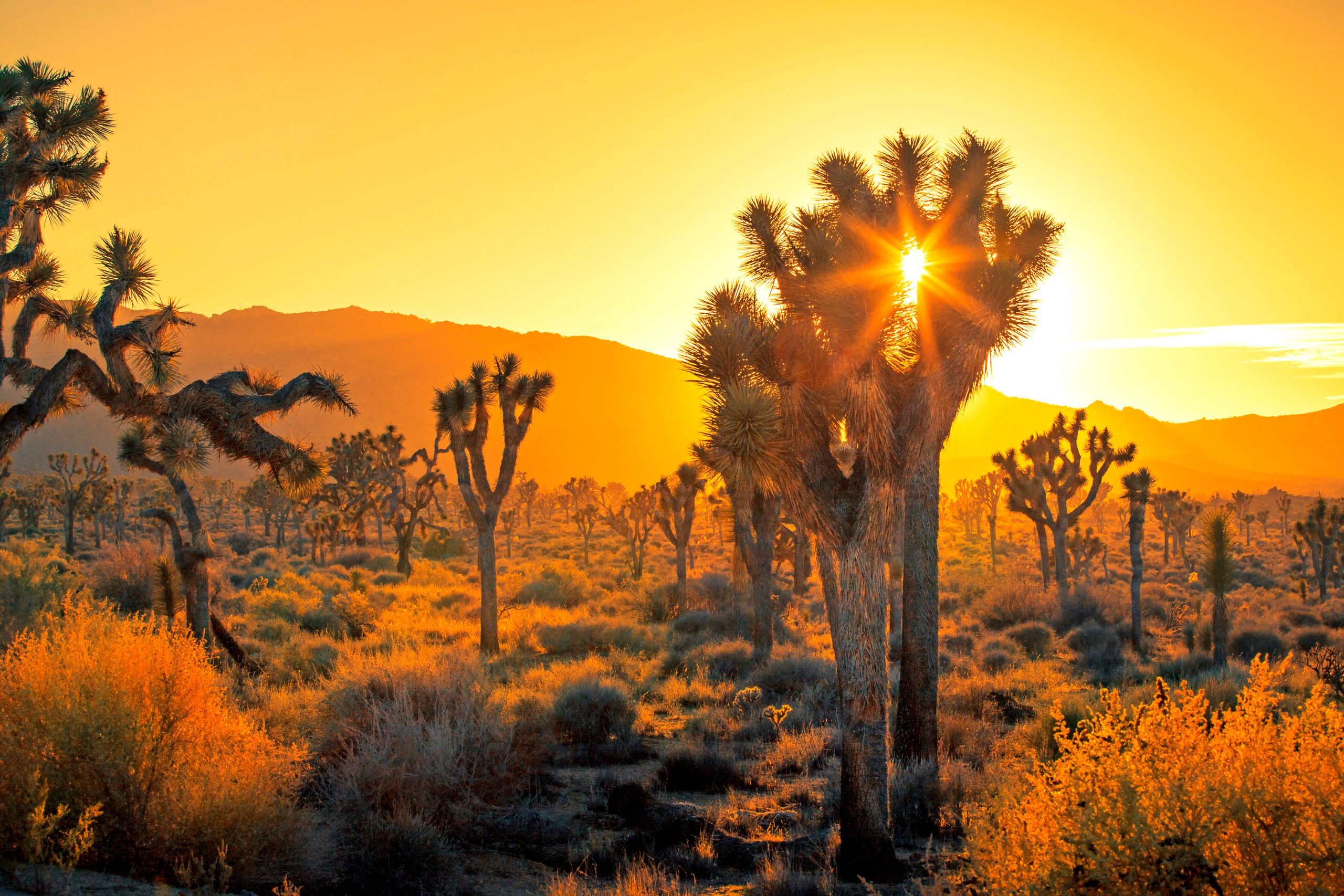 4 Essential Things To Do In Joshua Tree National Park