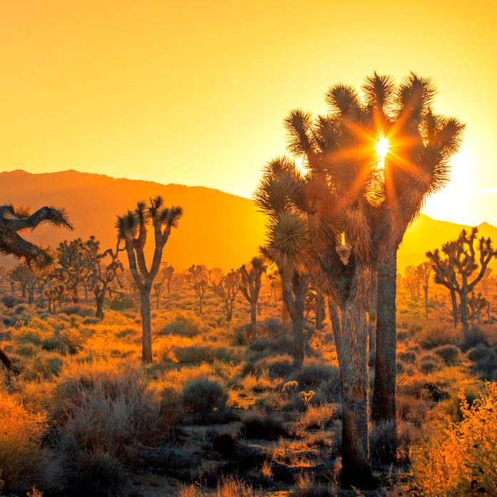 All 93+ Images arizona’s joshua tree forest photos Completed