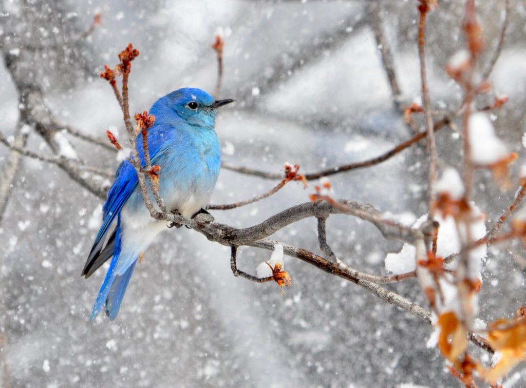 A mountain bluebird perches on a tree during a winter snowstorm.