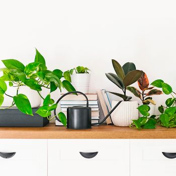 how to prevent bugs on indoor plants