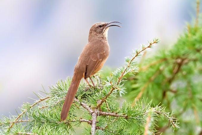California Thrasher singing while perched on a pine tree branch.