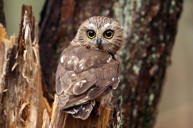 cute birds, northern saw-whet owl