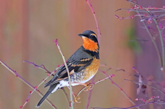 A varied thrush perches on a branch in winter.