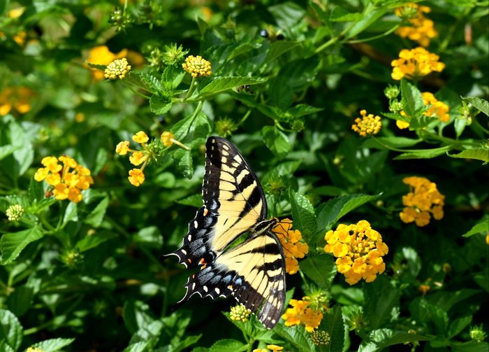 Stunning Swallowtail In Our Yellow Lantana.