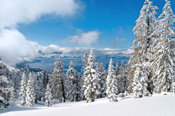 A view of snowy pine trees on a mountain with Lake Tahoe in the background.