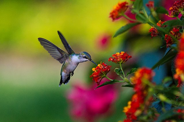 hummingbird at lantana