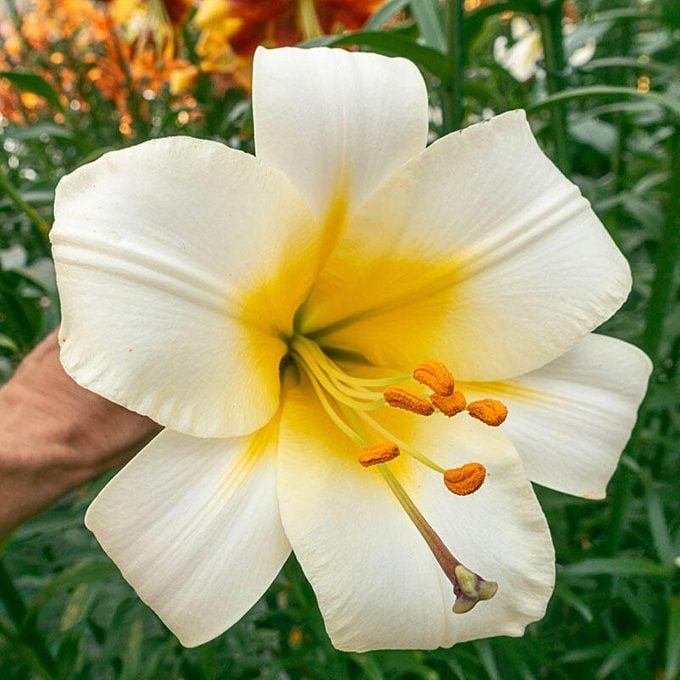 trumpet lily