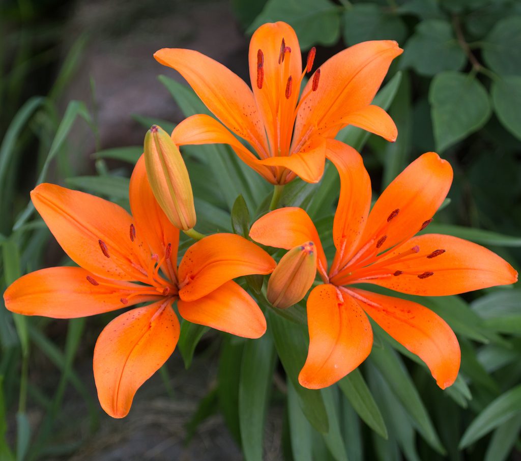 Top 101+ Images pictures of types of lilies Sharp
