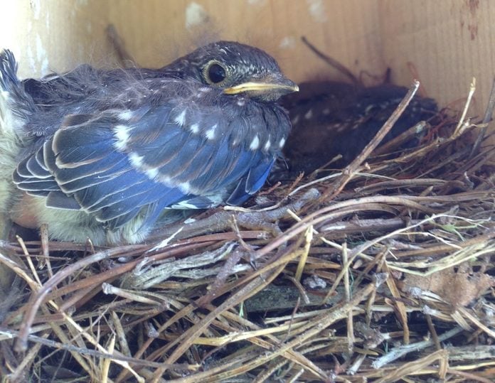 bluebird nest and baby bluebird