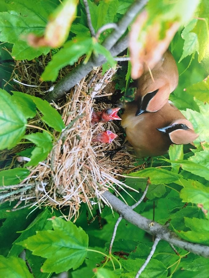 cedar waxwing baby and nests