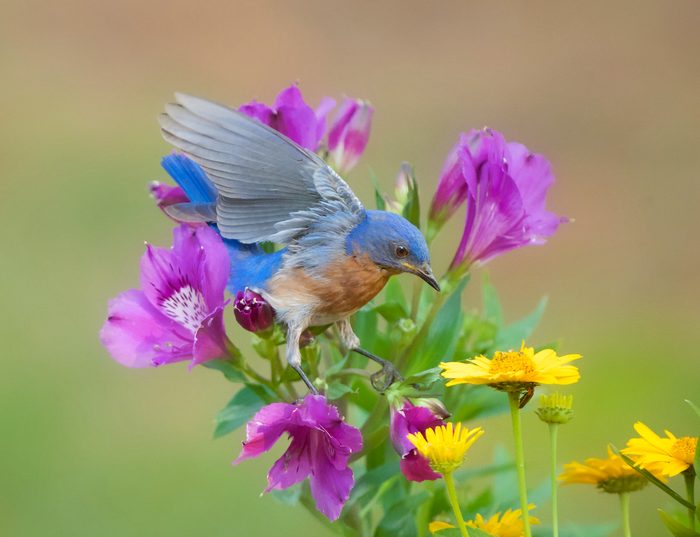 Young Bluebird In My Backyard