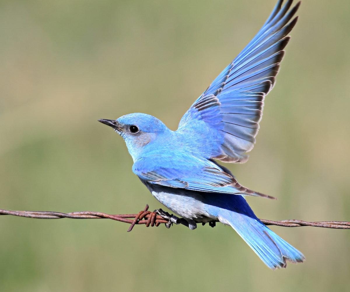 20 Beautiful Pictures of Bluebirds - Birds and Blooms