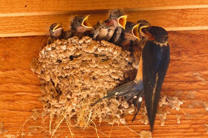 barn swallow nest, do birds reuse nests