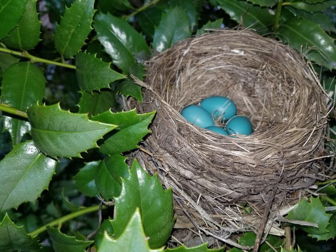 All About Robin Nests and Robin Eggs - Birds and Blooms