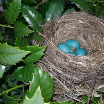 robin eggs in nest