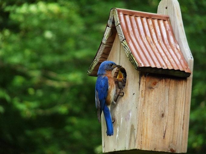 bluebird house placement