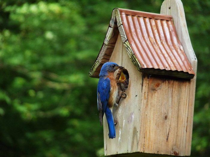 28 Free Diy Birdhouse Plans You Can