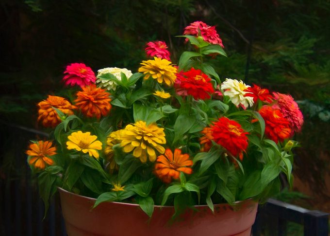 zinnias in a container