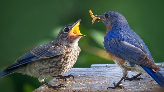 what birds eat mealworms, mealworms for birds