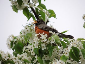 robin bird call