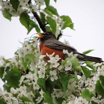 robin bird call