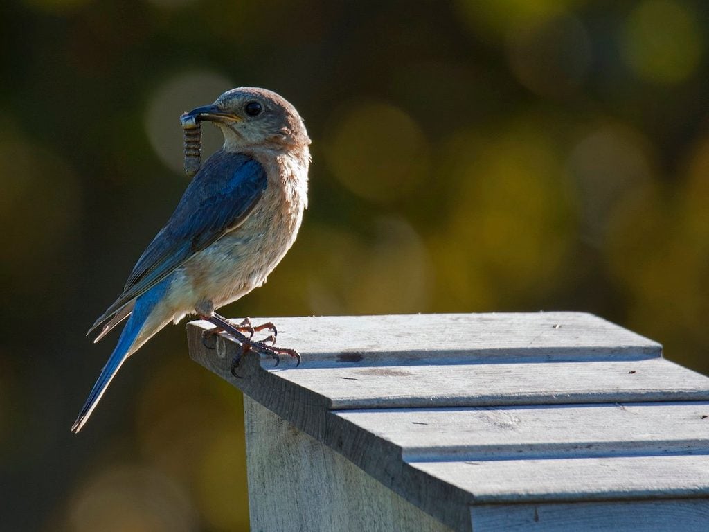bluebird nest box