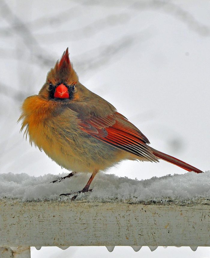 A close up of a very perturbed female cardinal perched on a ledge of snow.