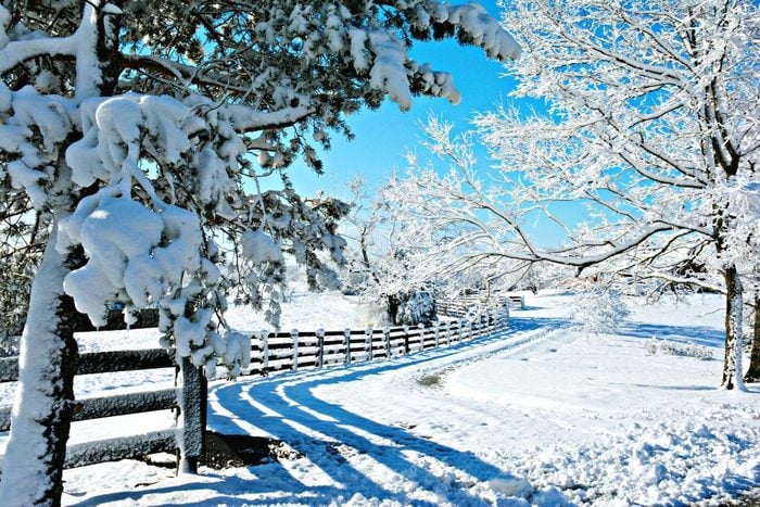 A snowy winter scene with trees and a fence.