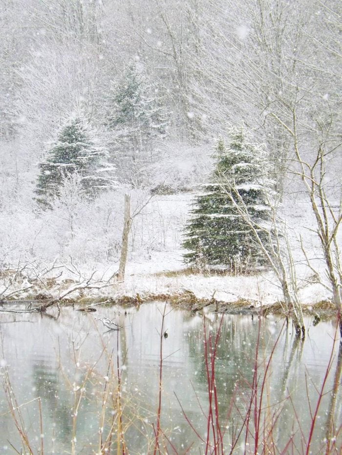 Snow falling on a pond with trees.