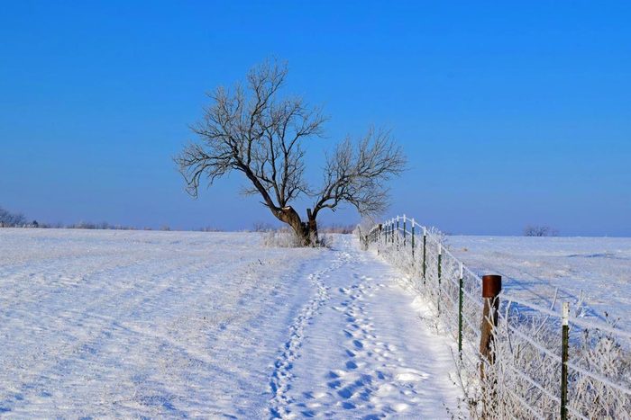Winter scene with lone tree and fence in a snow-covered field.