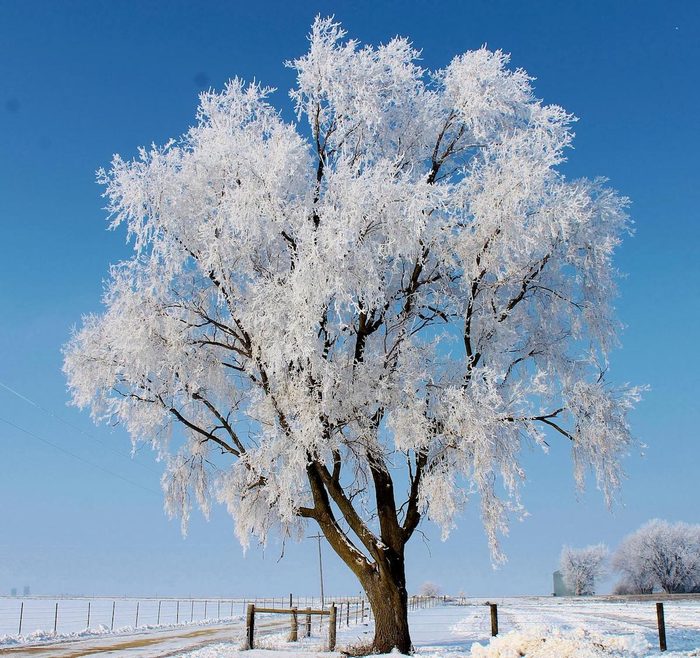 A solitary tree covered in hoarfrost against a blue sky.