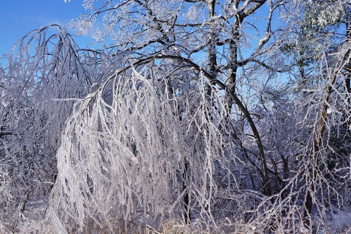 A tree branch bending to the ground under the weight of the ice-covered branches.