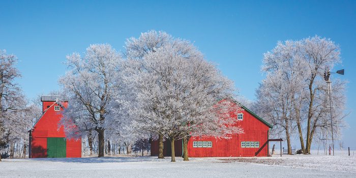 Beautiful red barns and icy trees and a field of snow.