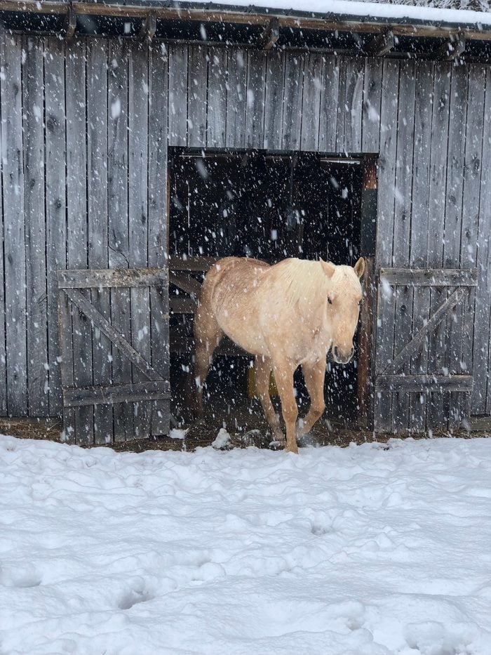 A Palomino horse trotting out of a red barn in the falling snow.