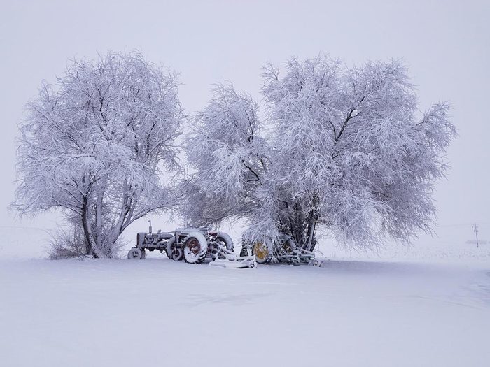 Two old tractors under the trees covered in a blanket of winter snow.