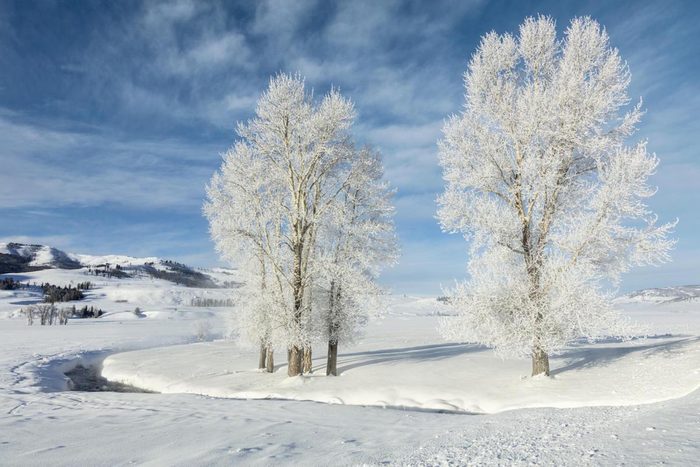 beautiful winter picture Frost-covered trees along the creek in the Lamar Valley of Yellowstone National Park.