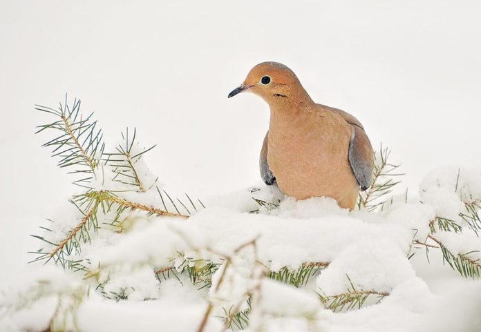 A close up of a mourning dove on evergreen branches covered in snow.