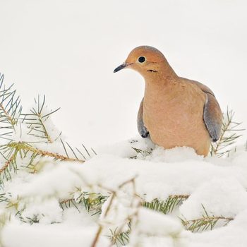 A close up of a mourning dove on evergreen branches covered in snow.