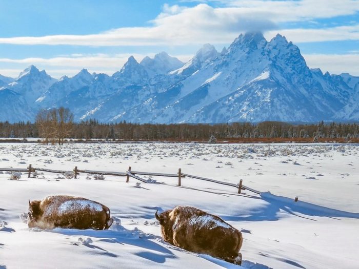 Two bison plowing their way through the snow in front of the Teton Mountains.