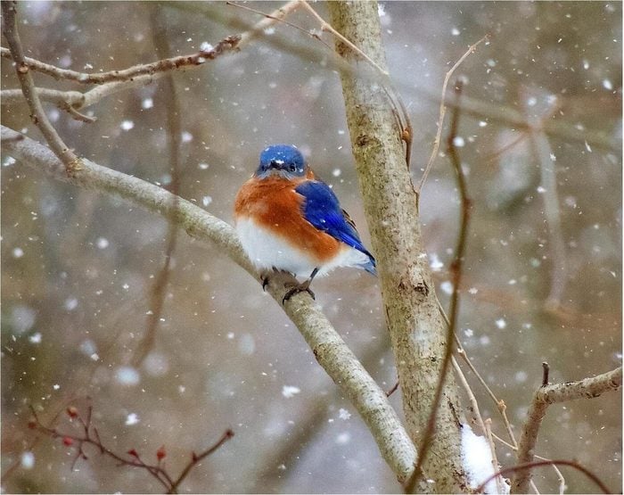 A colorful bluebird perched on a branch in the falling snow.