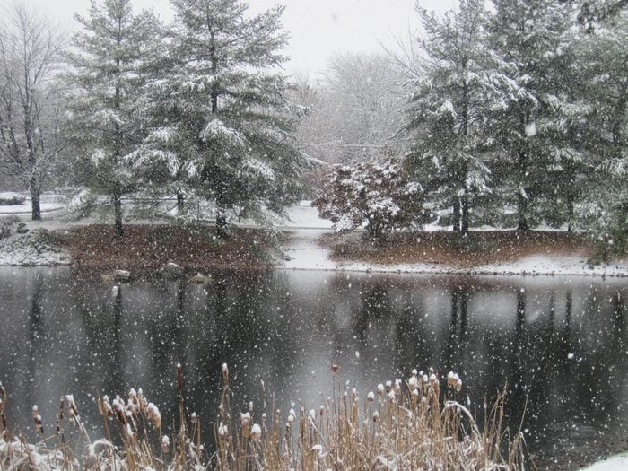 Winter pond with pine trees and snow falling.