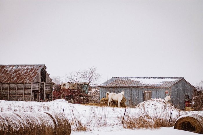 A winter farm scene with two white horses and barns.