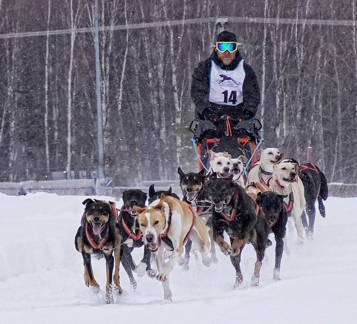 A musher and team of sled dogs racing through the snow.